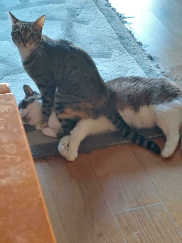 Кошачьи глюки