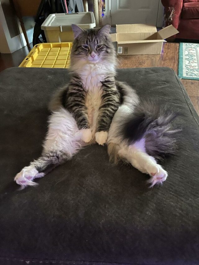 Кошачьи глюки