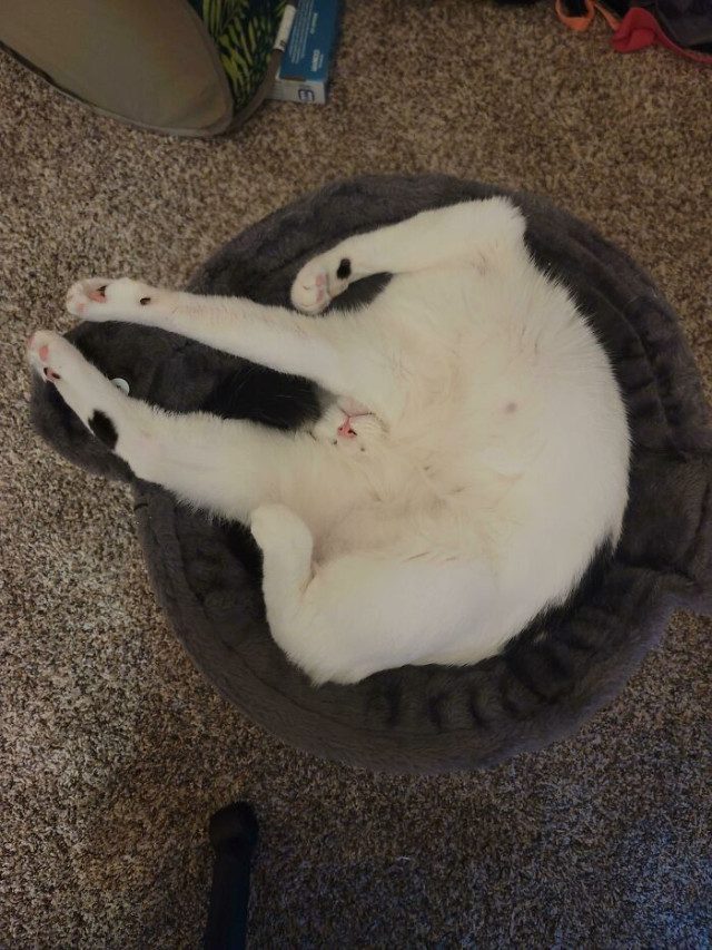 Кошачьи глюки