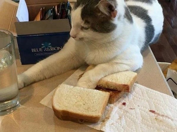 Котомемы для настроения