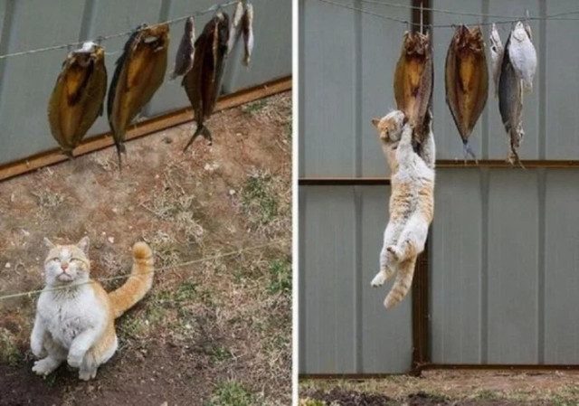 Очаровательные хвостатые воришки