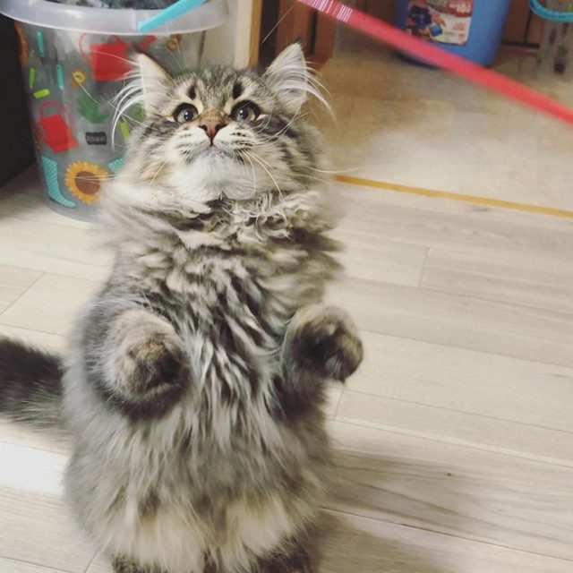Очаровательный кот Яманэко