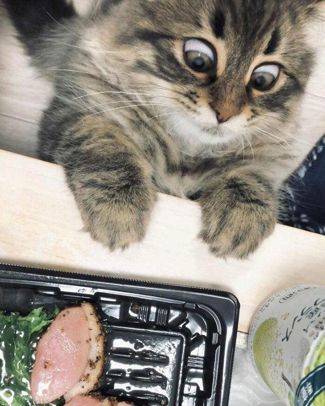 Очаровательный кот Яманэко