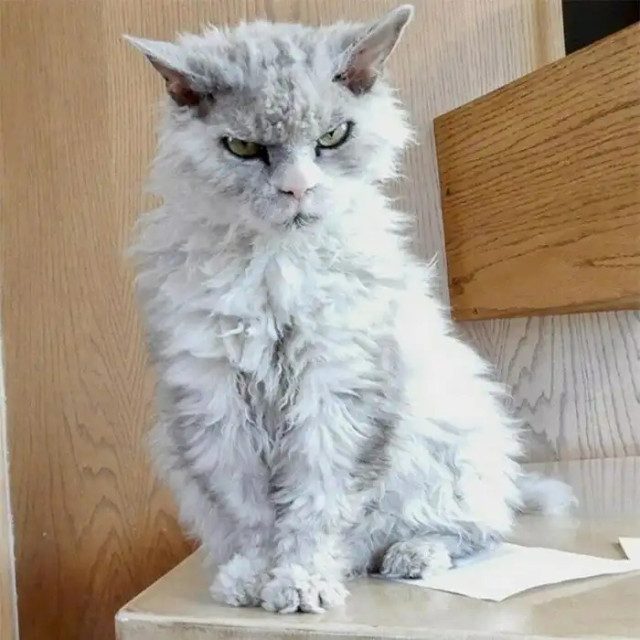 Наши кусаки