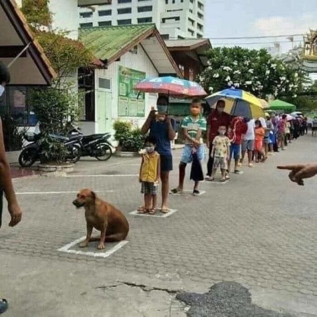 Хвосты, усы и позитив