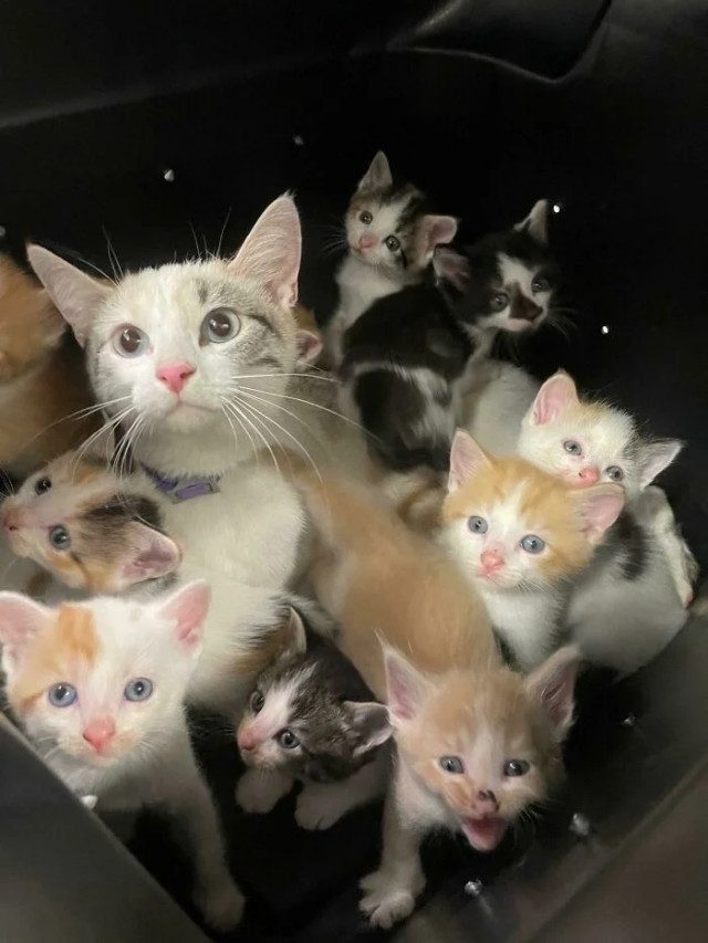 Кошачьи фотоприколы