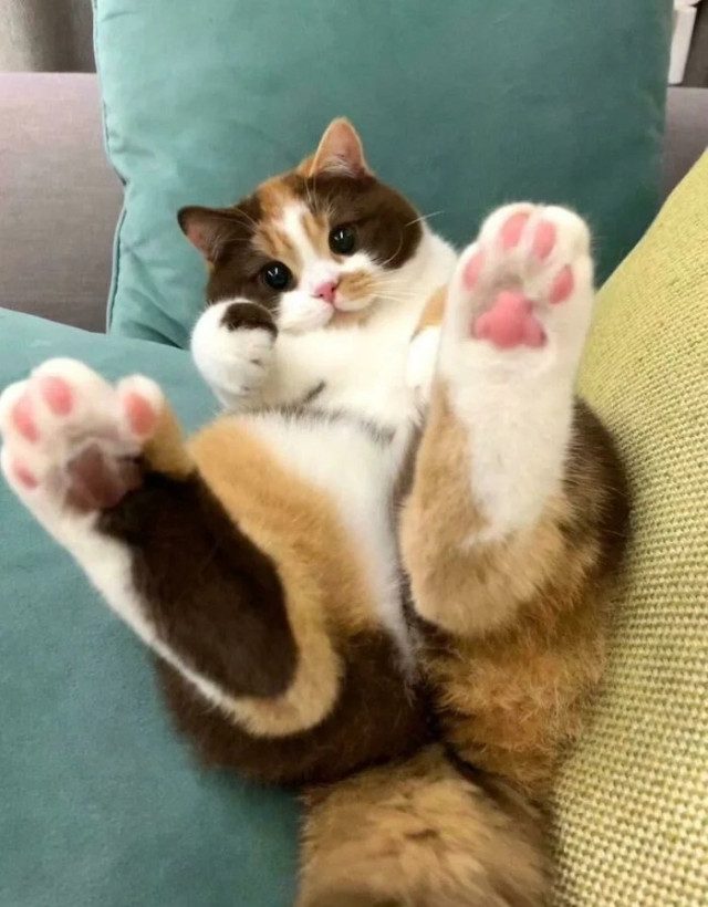 Кошачьи фотоприколы