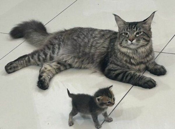 Кошачьи фотоприколы