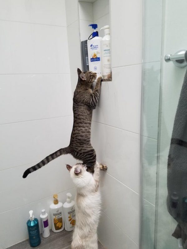 Кошачьи фотоприколы