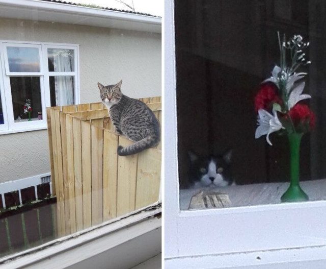 Смешные фотобомбы