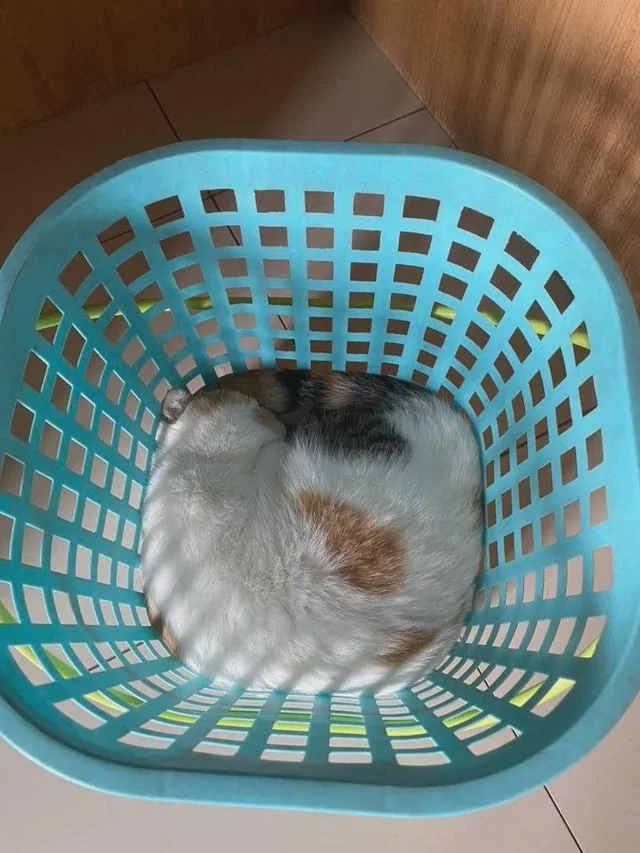 Котики и их способность спать где угодно