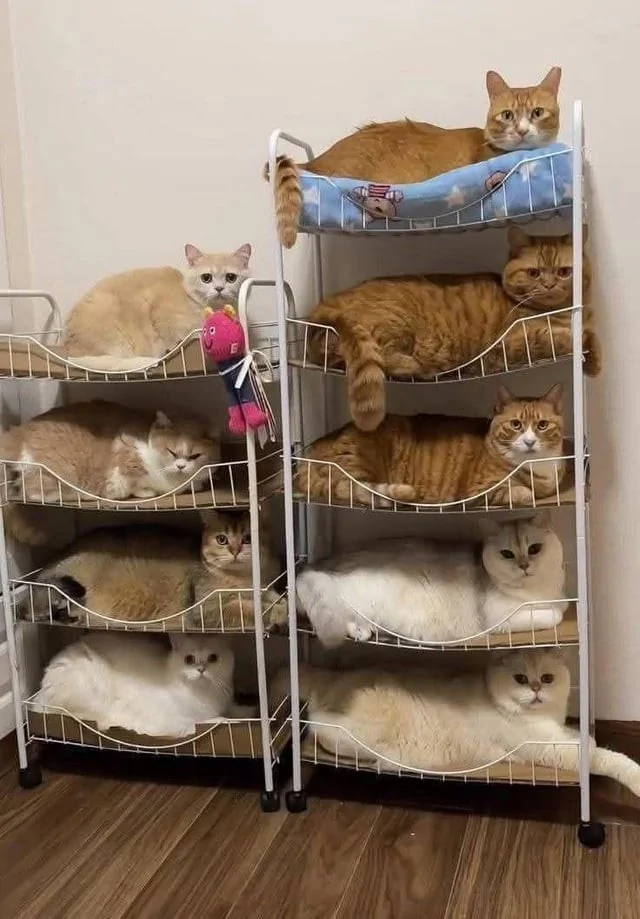 Котики и их способность спать где угодно