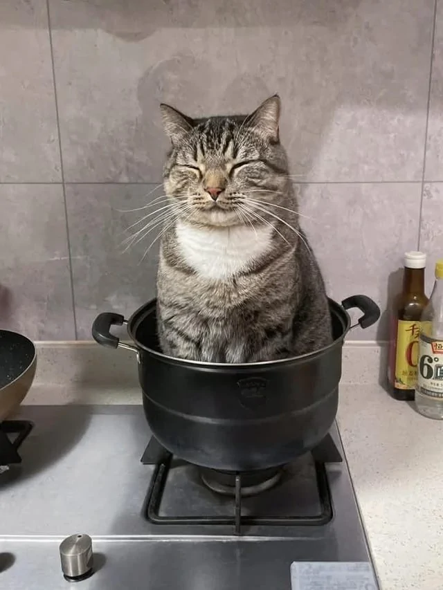 Котики и их способность спать где угодно