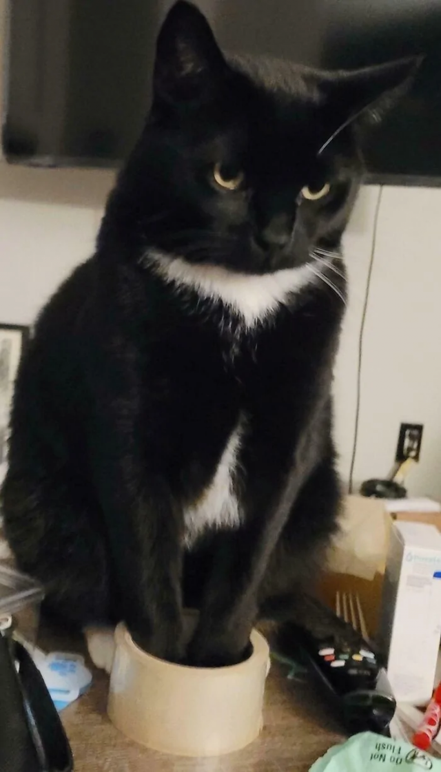 Котики и их способность спать где угодно