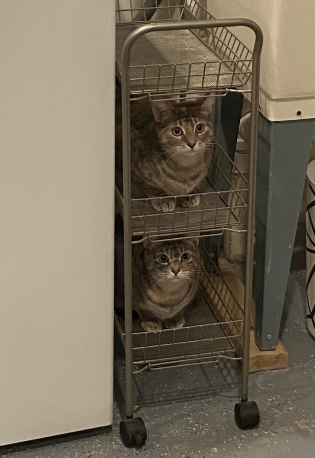 Котики и их способность спать где угодно