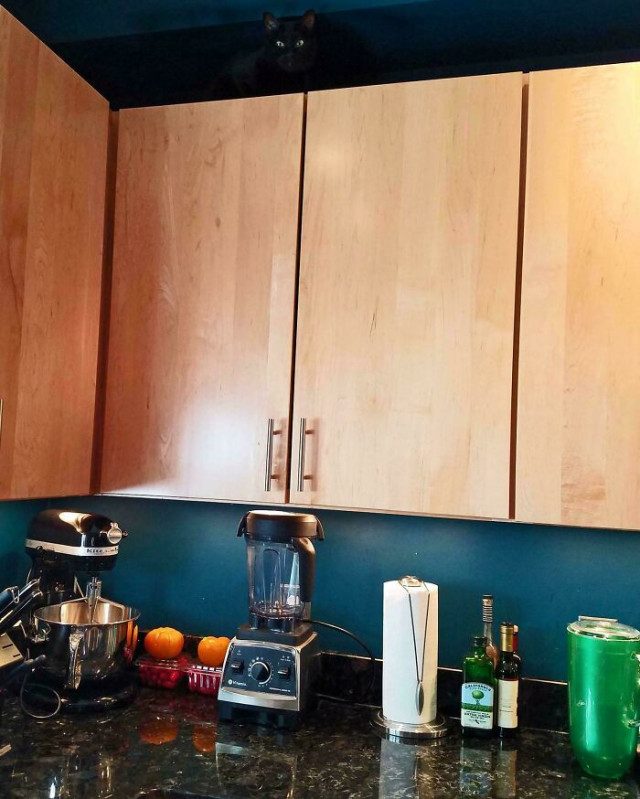 Кошки или хамелеоны