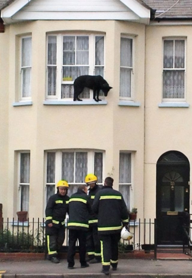 Смешные животные, застрявшие там, где их быть не должно