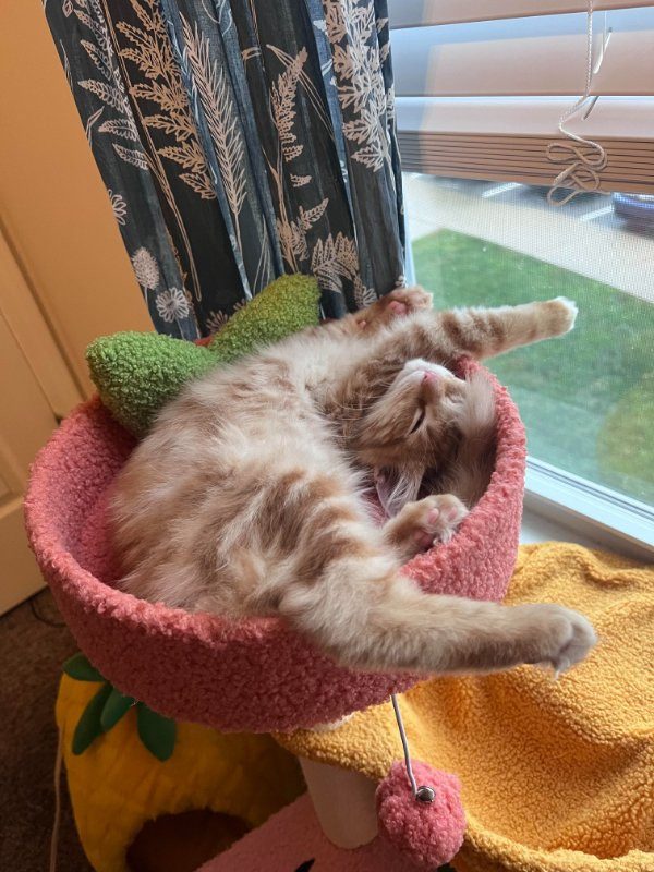 Мягкие лапки и пушистое настроение