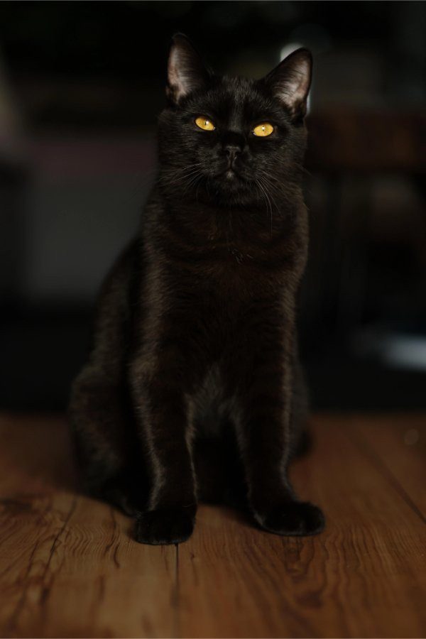 Мягкие лапки и пушистое настроение