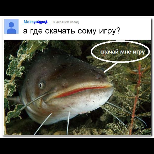 Сом смешные картинки