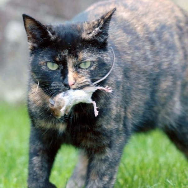 Кошке окончание. Черепаховая кошка с мышью. Породистые кошки которые ловят мышей и крыс. Черепаховая кошка ловит мышь. Бобтейл кошка ловят мышей.