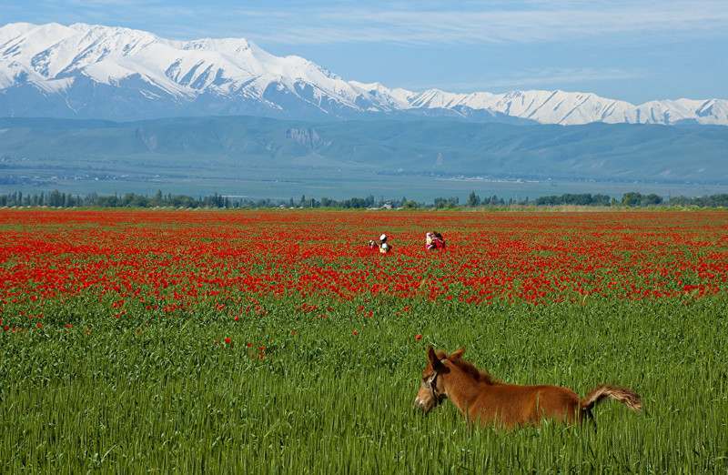 Казахстан весной