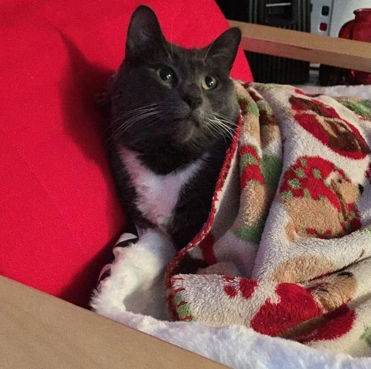 Котики Встречают Новый Год