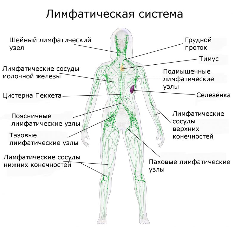 Пути лимфы по протокам схема