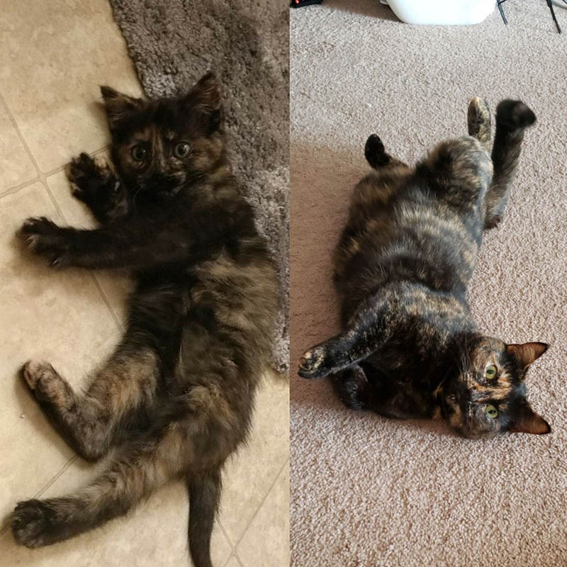 Зверьки екатерины гакман. Котенок вырос. Превратись в пушистого. Лохматик игрушка интерактивная. Превратись в пушистого.