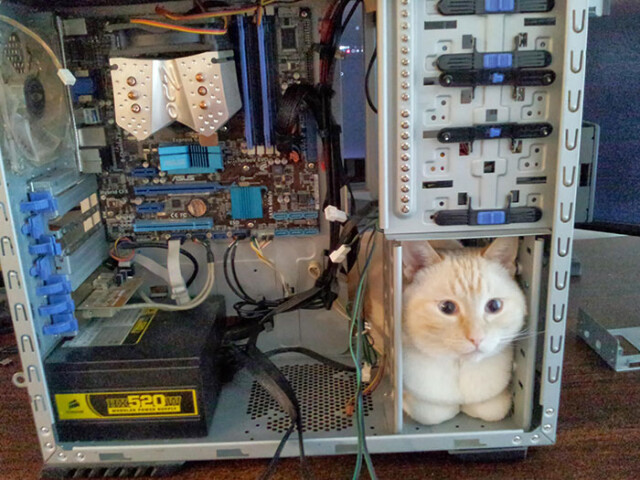 27 фотографий с животными, которые могут поместиться везде / Питомцы