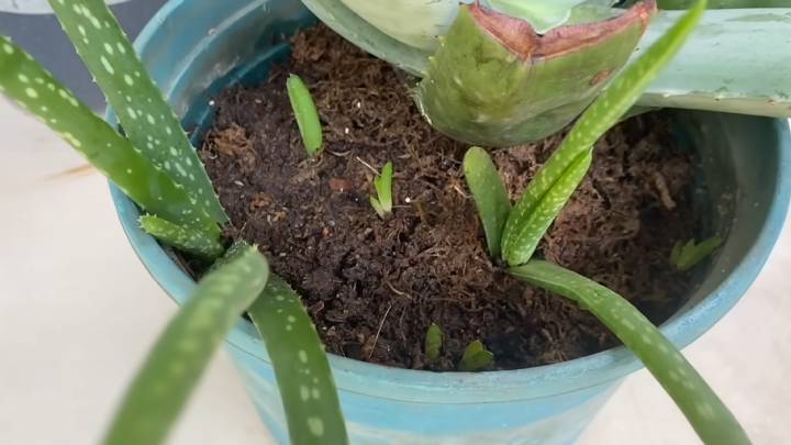 подкормка для алоэ. столетник подкормка. подкормка для алоэ. подкормка для алоэ. удобрение добрая сила папоротников 250мл.